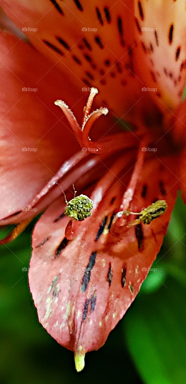 Day Lilies macro micro