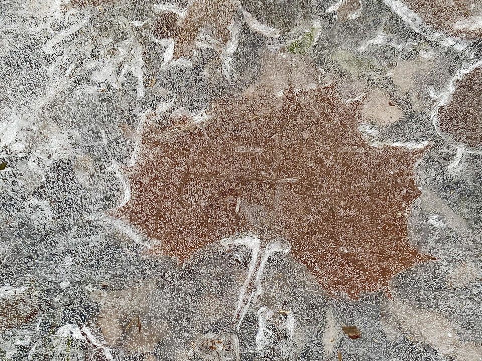 A leaf trapped in ice on a frozen pond
