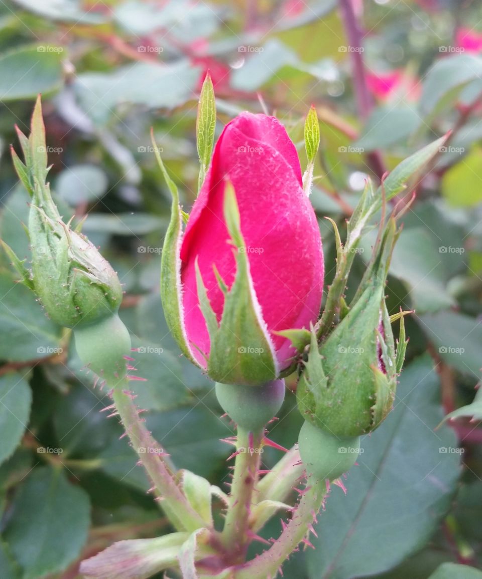 Red rose bud