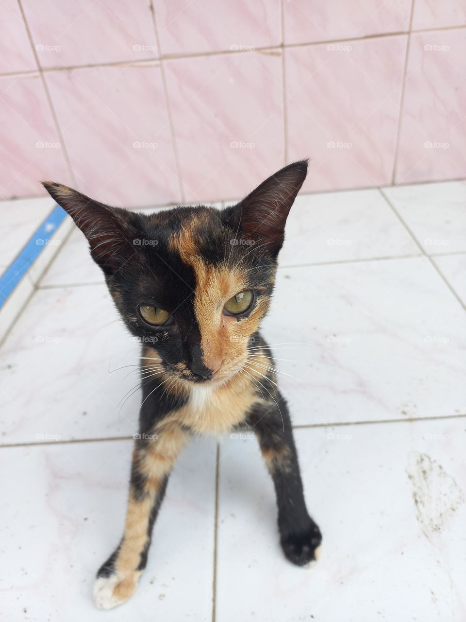 Striped cat with three beautiful colors