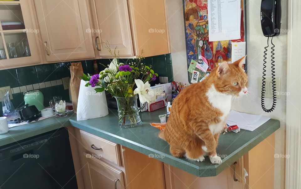 Orange cat with bouquet