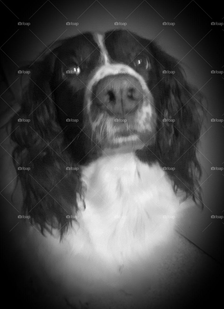 Pretty Poppy English Springer Spaniel