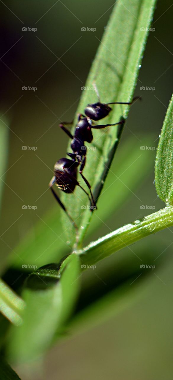 ant closeup