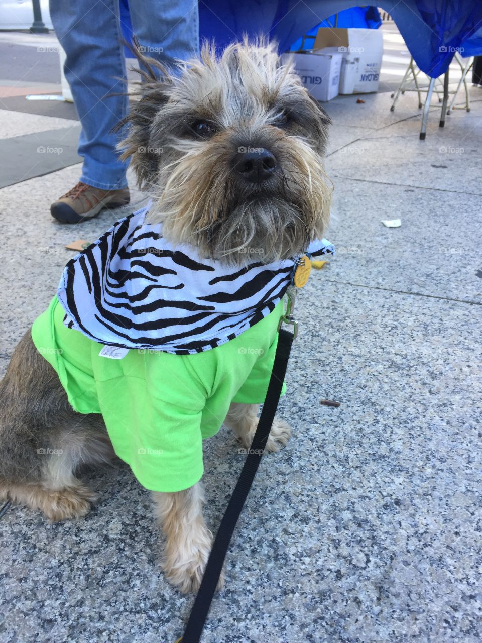 Rocco at the IDF Walk for Primary Immunodeficiency in his team colors. 