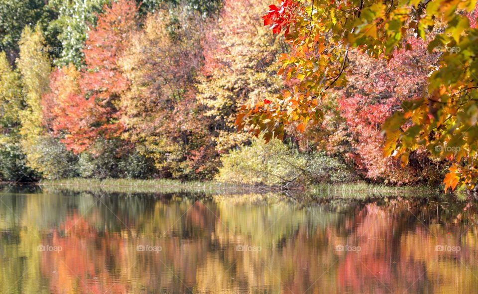 Autumn Reflections 