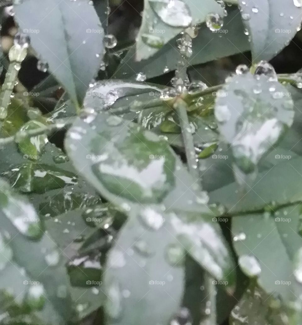 Autumn Rain Reflections