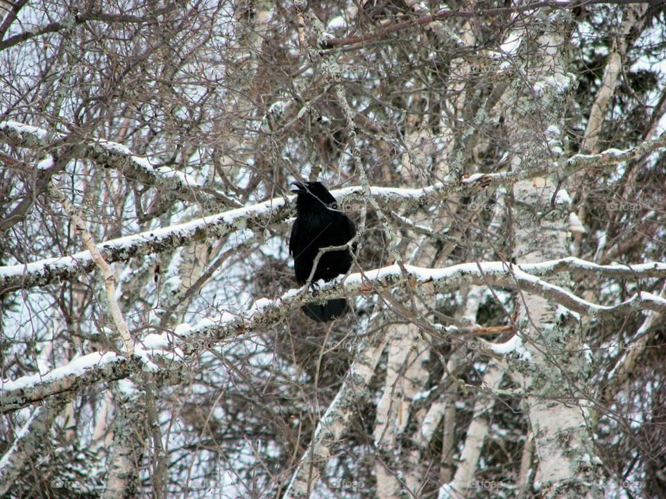 black bird sitting on a tree branch.