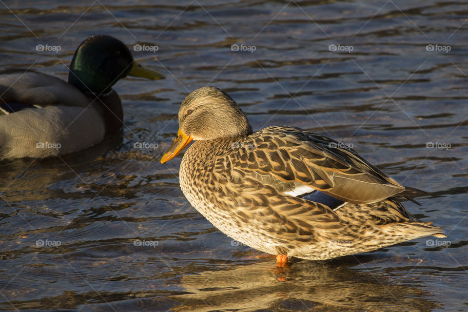 Mallard ducks swimming in lake