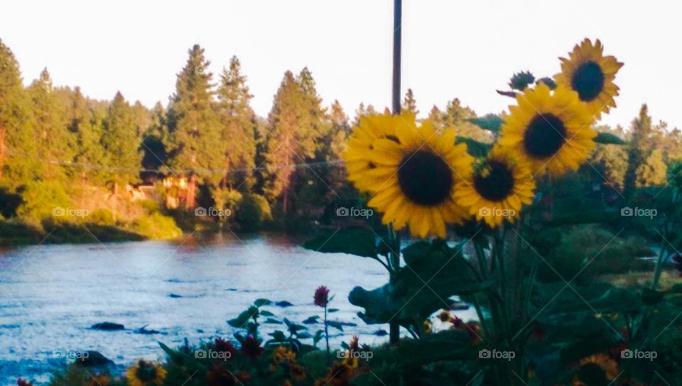 Outdoors, nature, sunflowers 