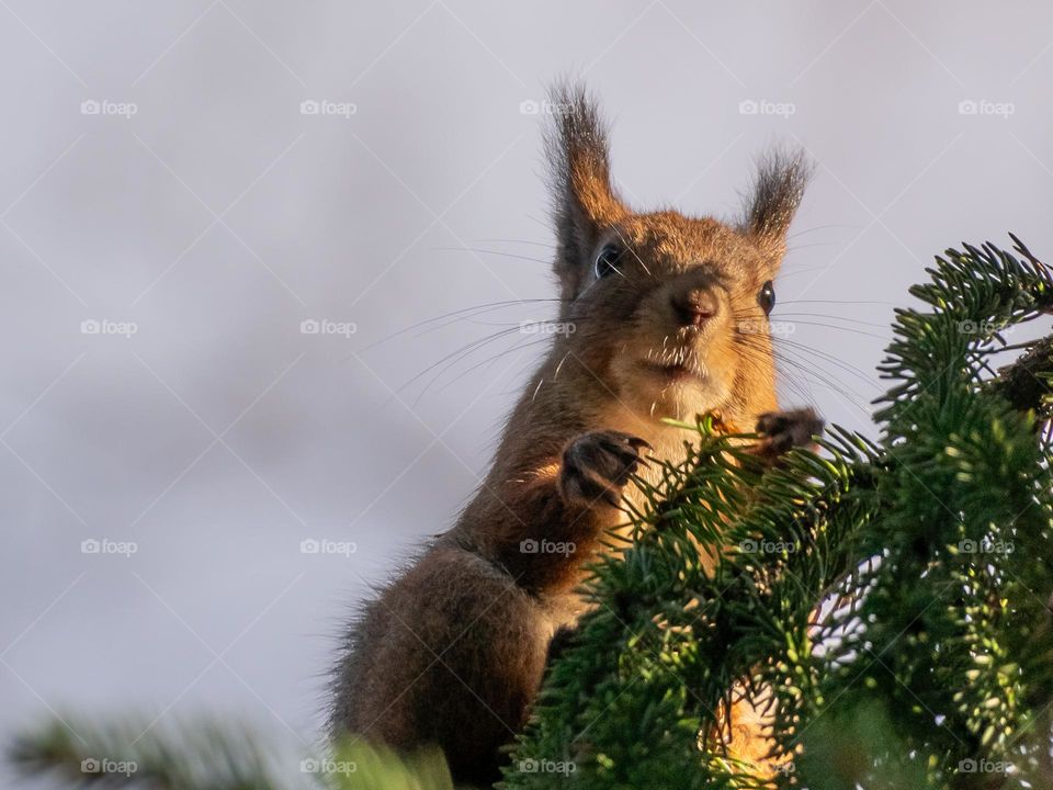a fluffy squirrel sits on a spruce tree