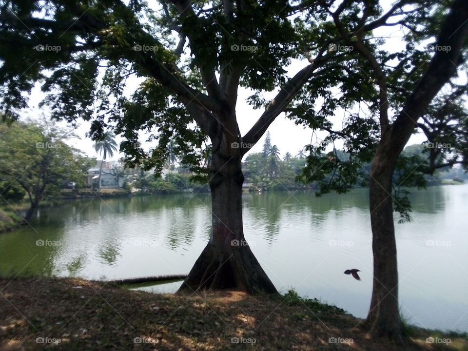 Aves del río