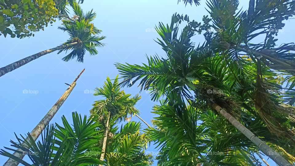 Areca Catechu Betel Palm Tree
Areca Catechu is a species of palm which grows in much of the tropical Pacific, Asia, and parts of east Africa. 