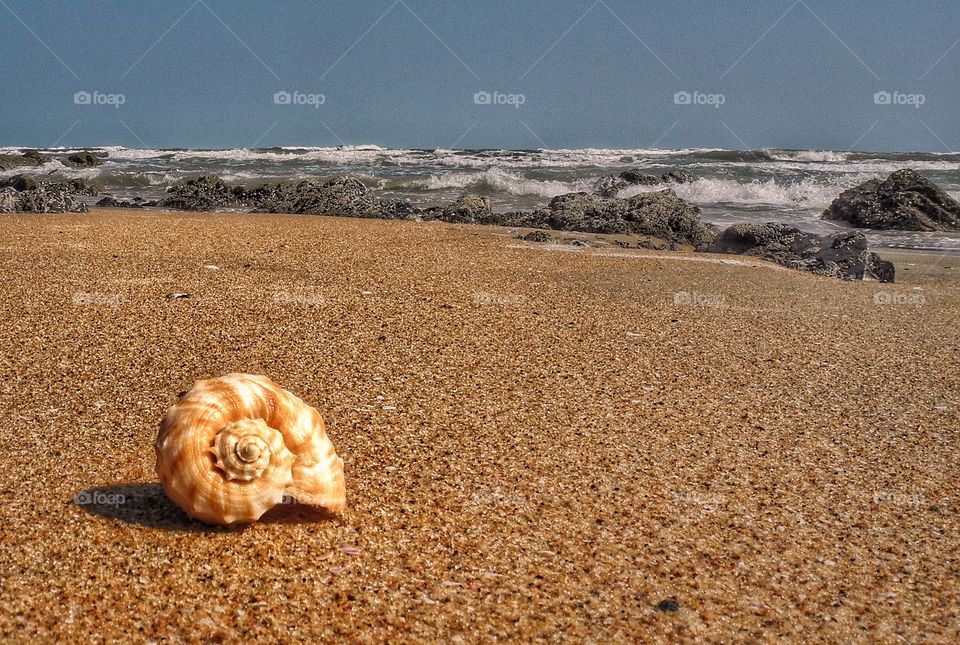 Shell on sand.