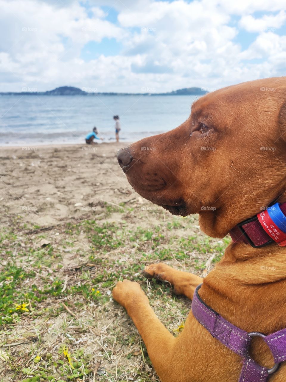Dog enjoying the peace of the beach while little humans play in the background