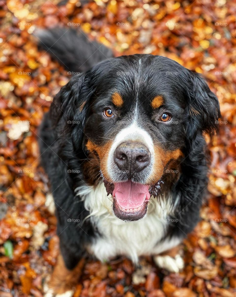 Dog bernese mountain