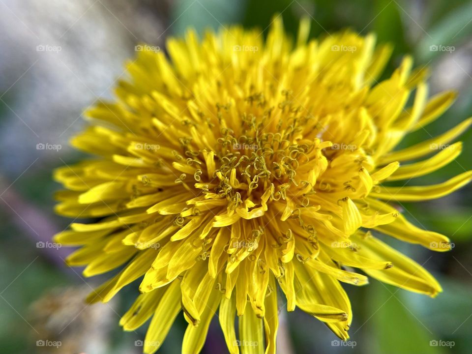 Dandelion close up 