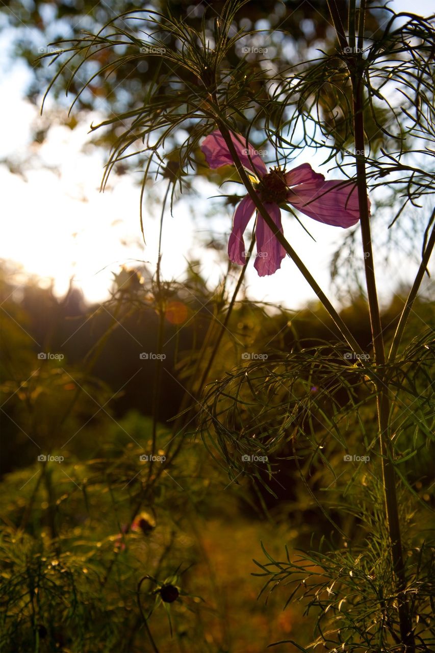 Flower