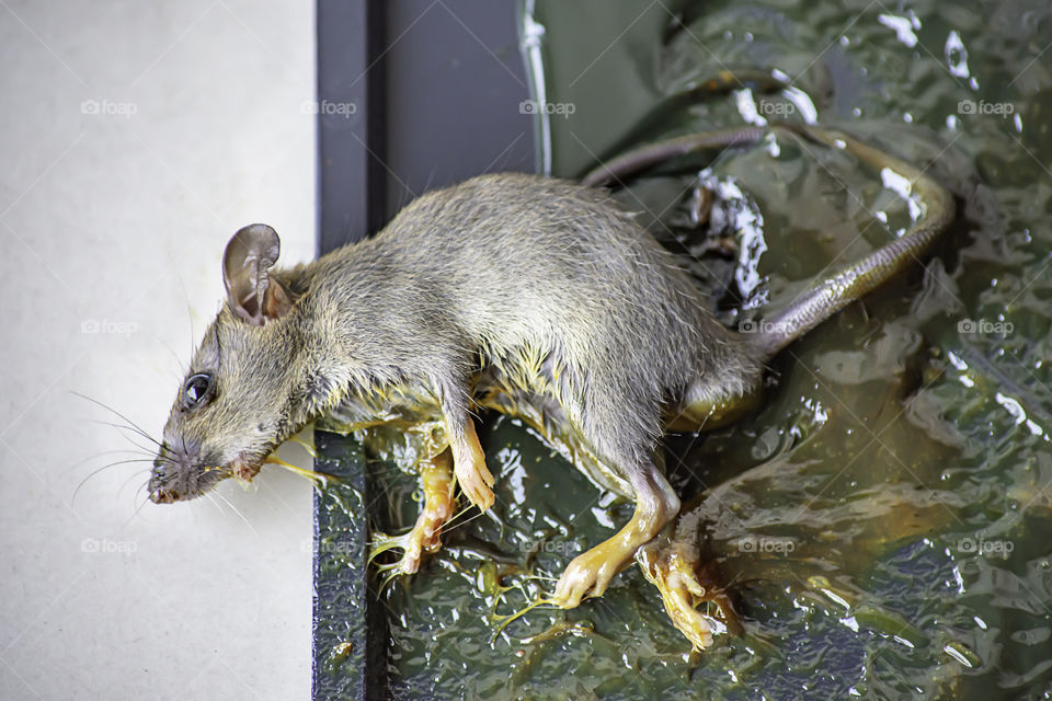 The rat glue on black tray on the floor.