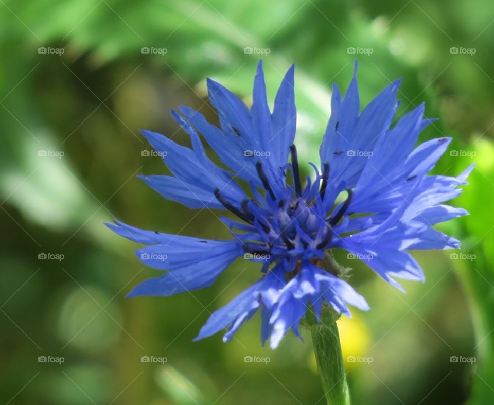 Blue cornflower
