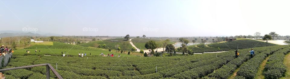 Tea Plantation