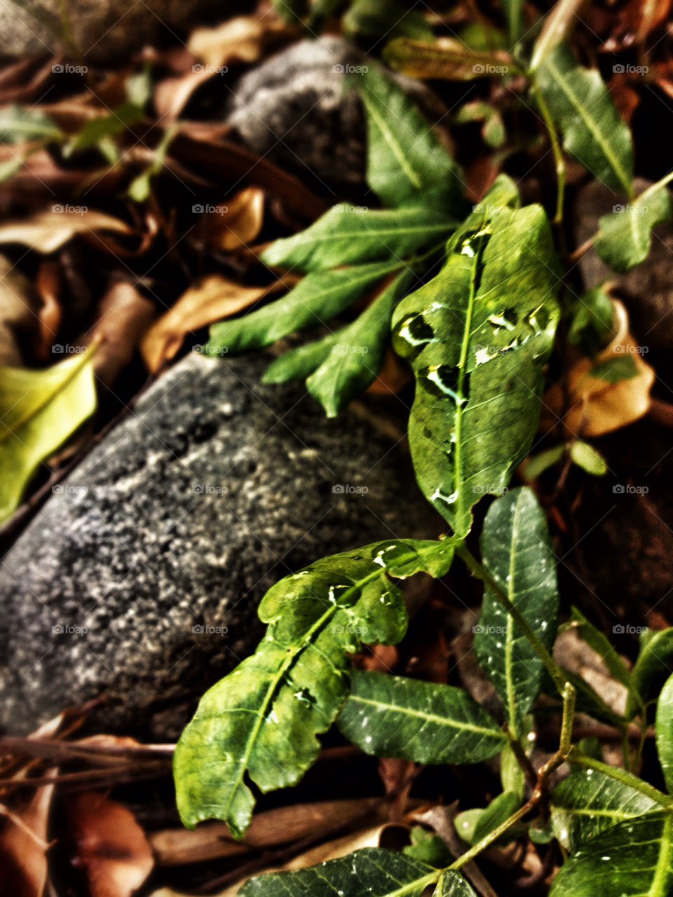 green nature macro close by analia