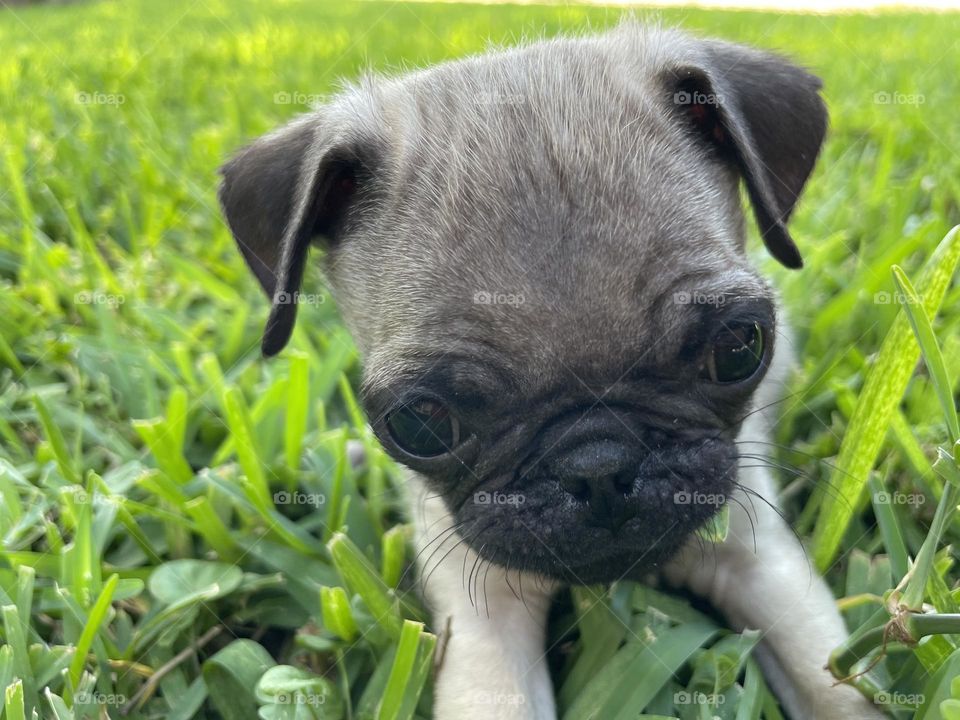 Oat Oat relaxing in the grass 