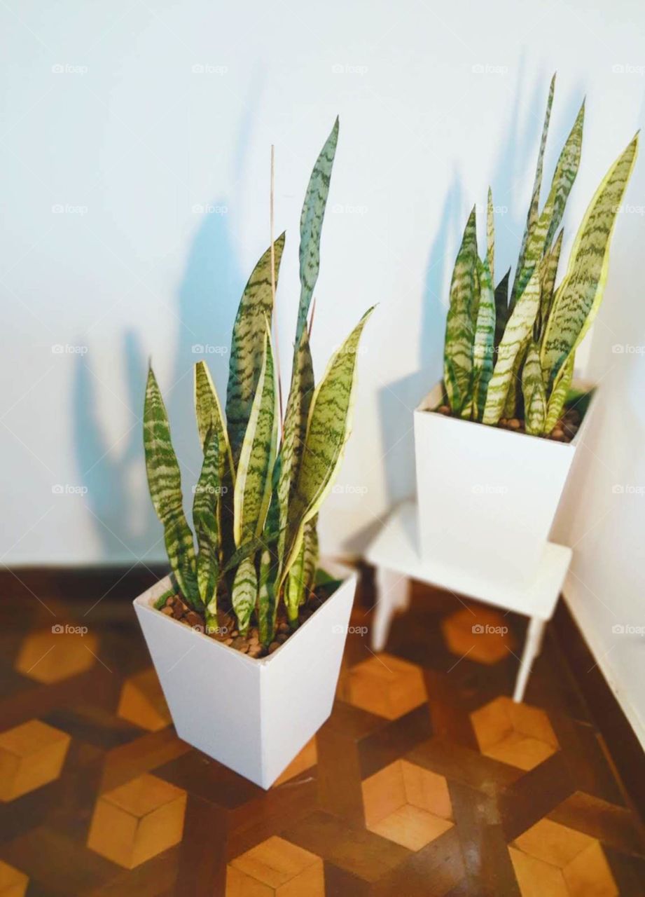 sansevierias in white