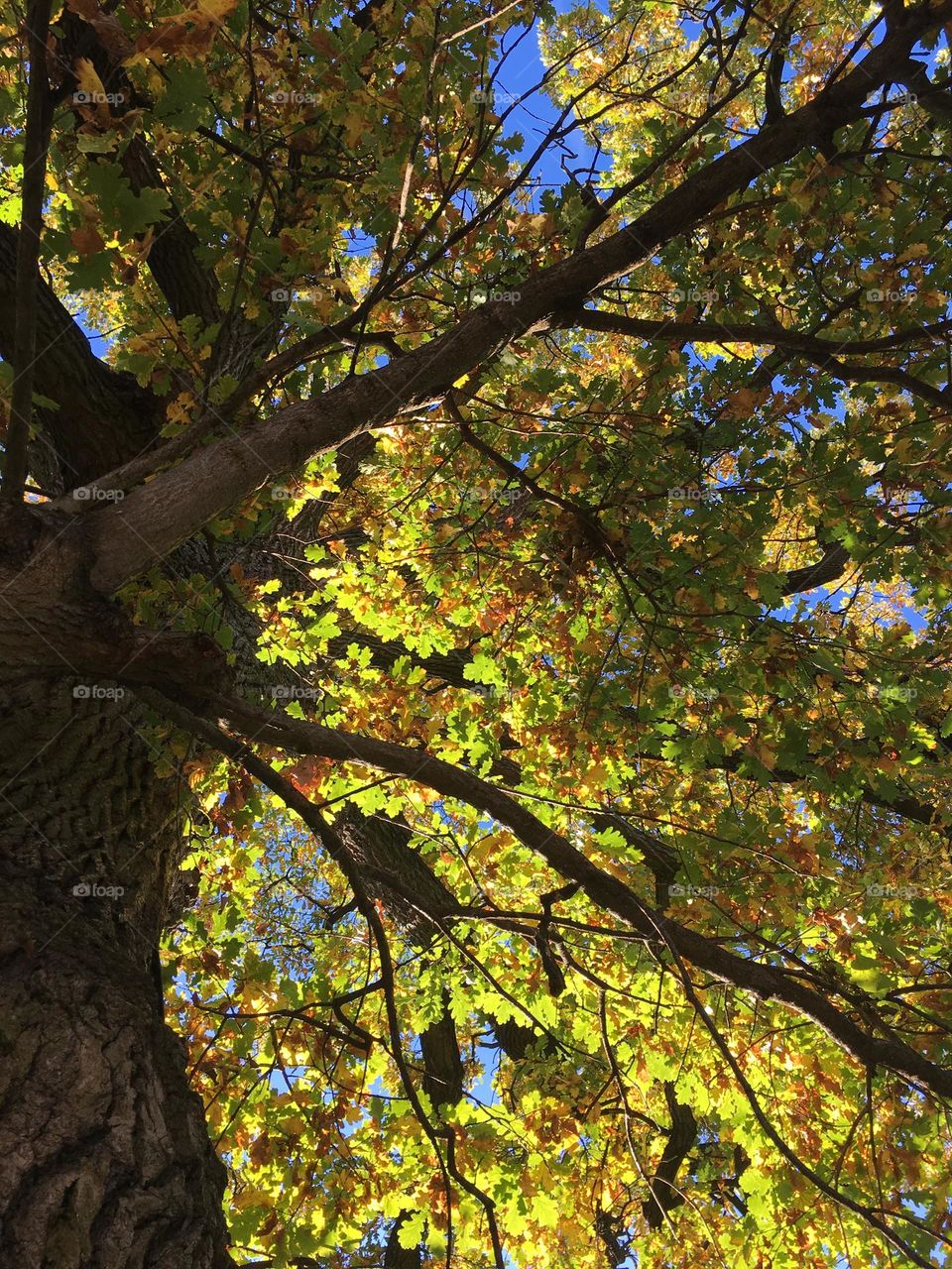 Beautiful Oak 