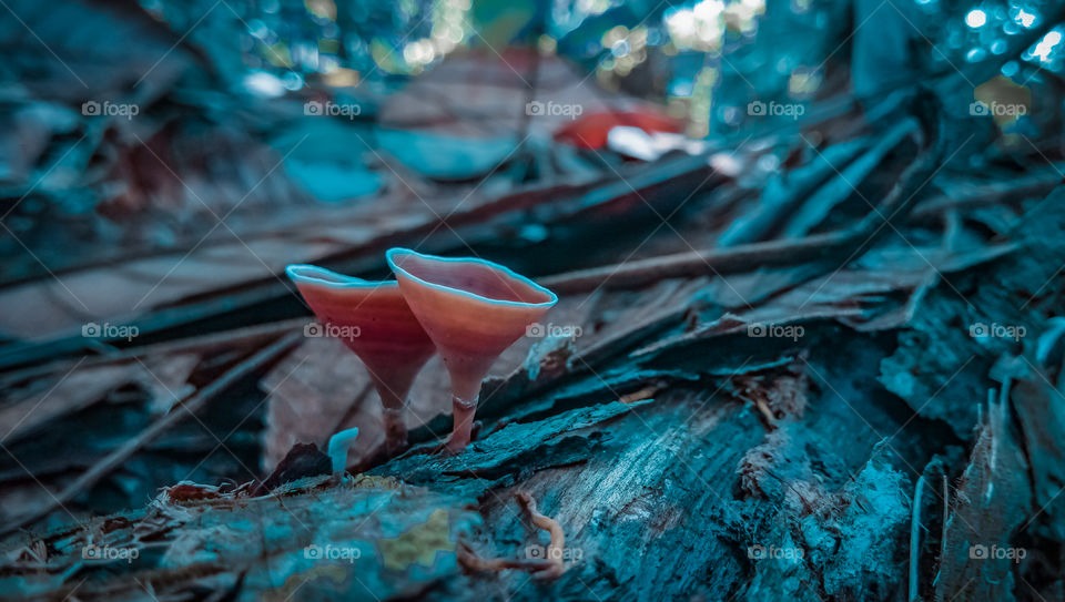 Amazing Nature Close-up mushroom