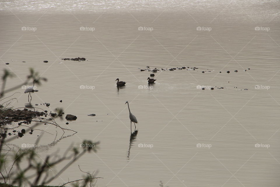 nature
environment
birds 
landsc