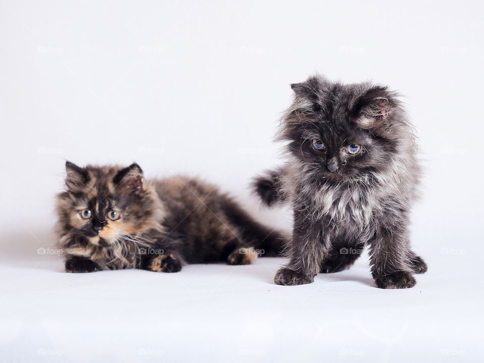 Two kittens on white background