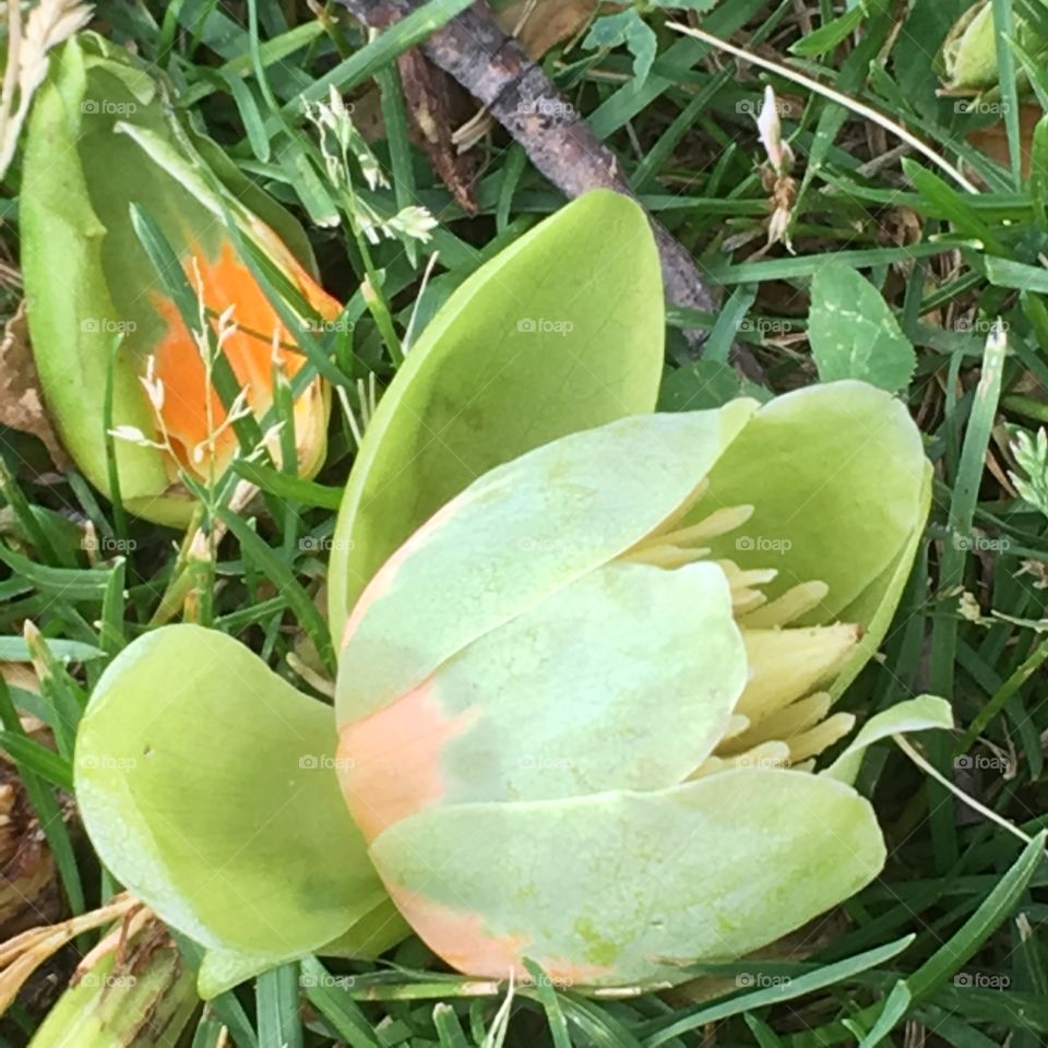 Fallen tulip tree blossom, light green touched with orange, lies on grass