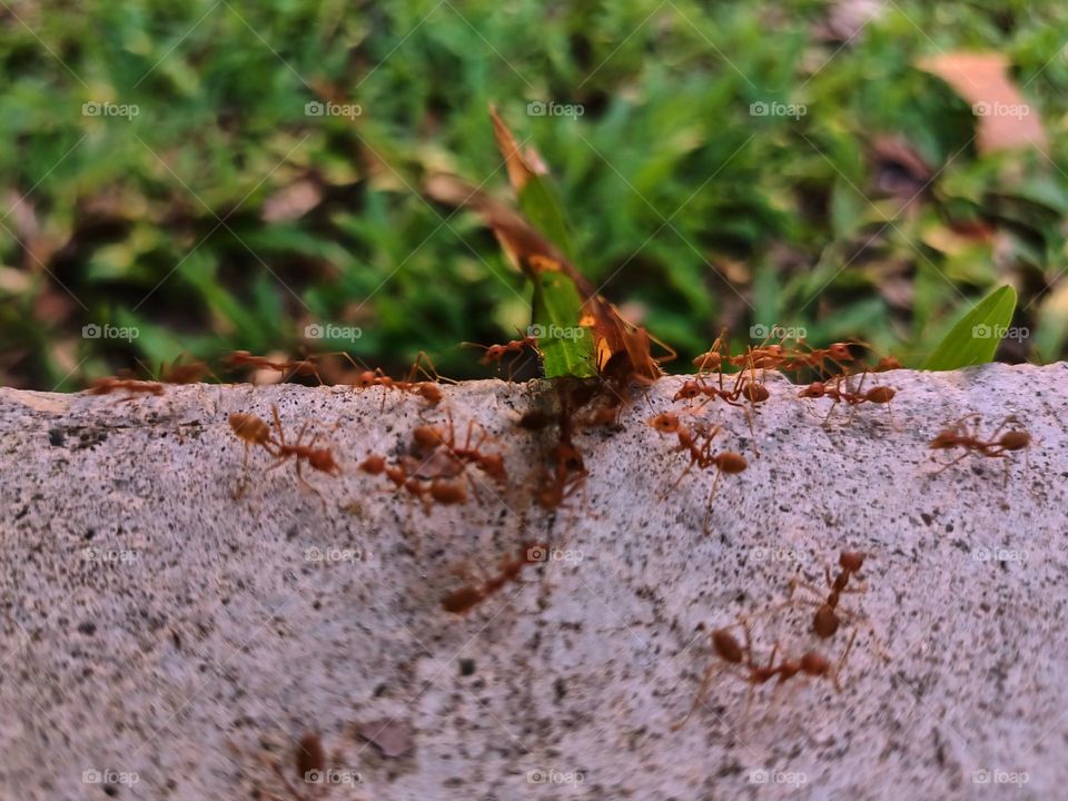 Red ants on the ground in the garden