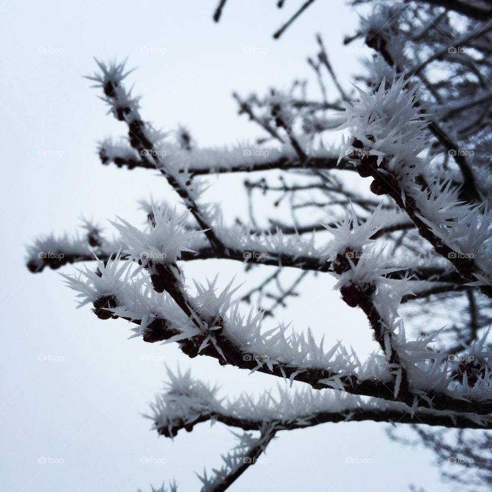 Fog ice on a grey day