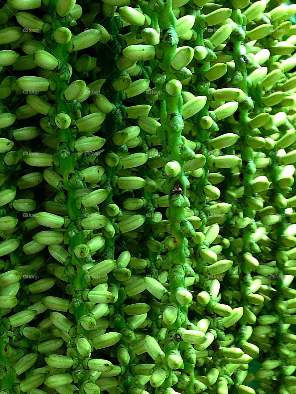 Green Flower Buds 