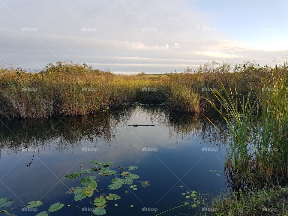 Alligator Everglades 