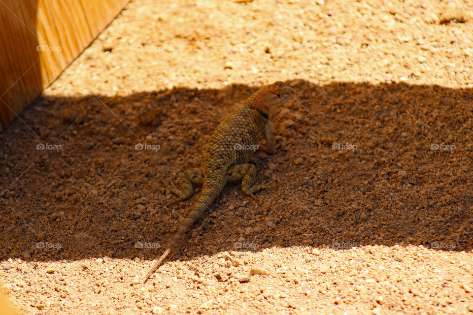 Female spiny lizard