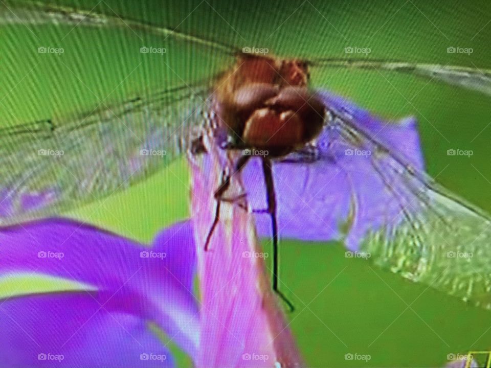 Dragonfly. Dragonfly God life love