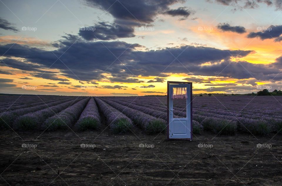 There is no House... But Purple Door Middle Lavender Field