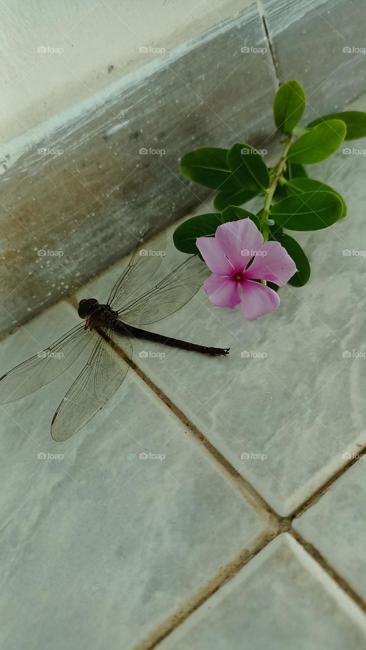 Dragonfly and flower.