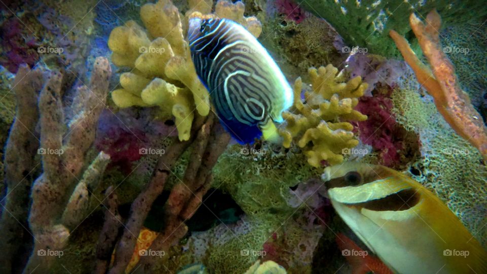 Tropical aquarium fish