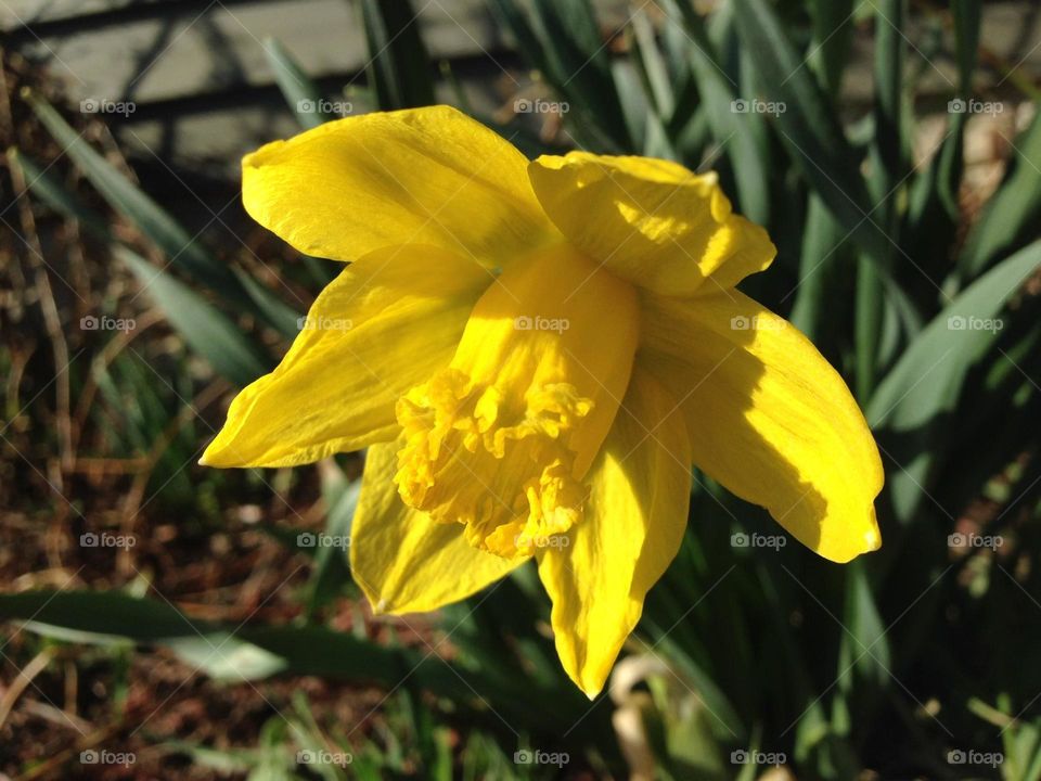 daffodil