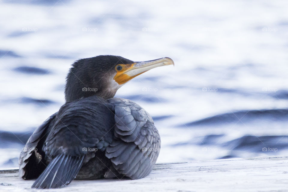 Bird lying down resting - cormorant 