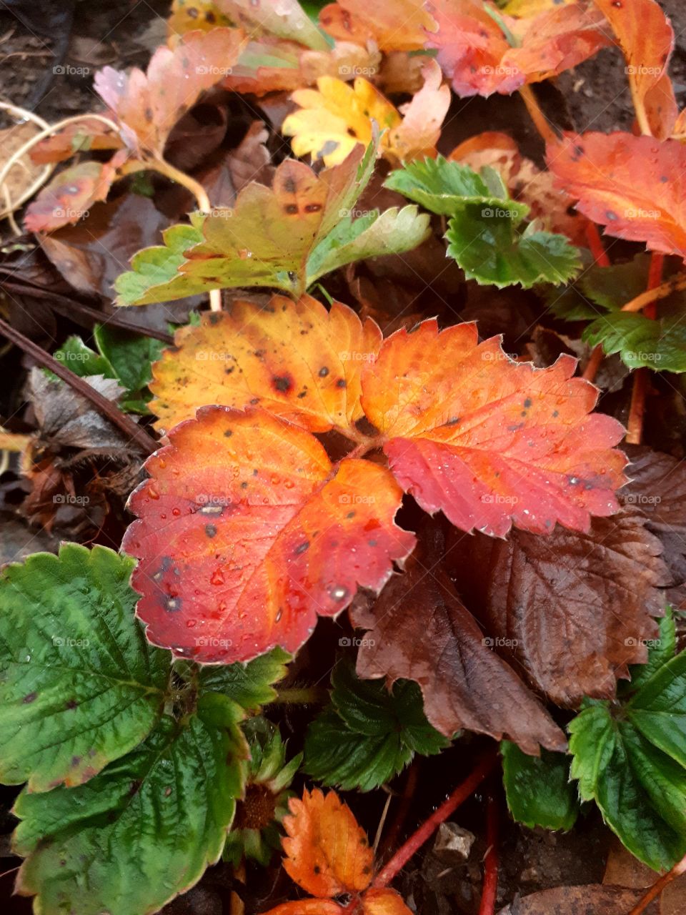 leaf in colors