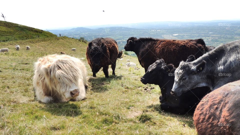 Malvern cows