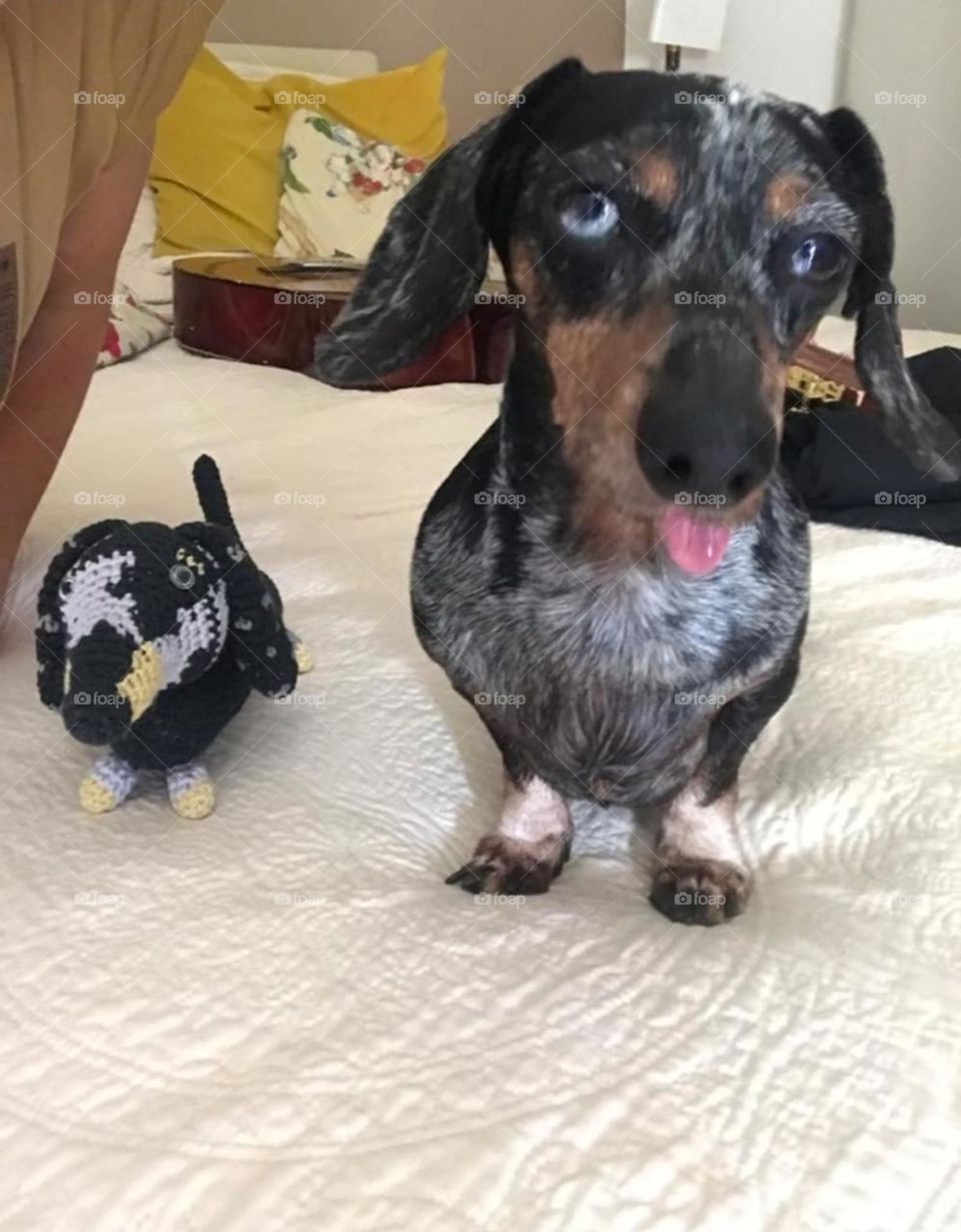 The pet with his pet