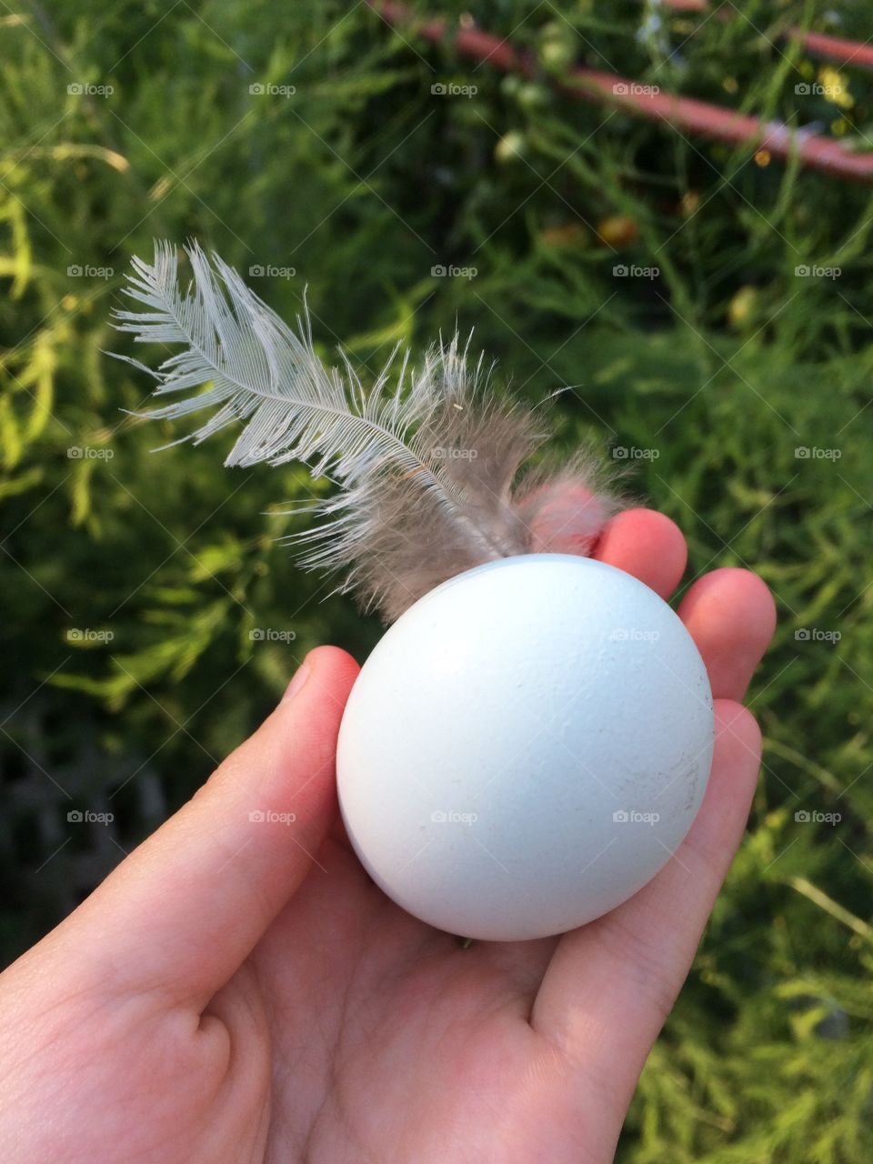 Egg from the chickens! Farm fresh!!!!!!!