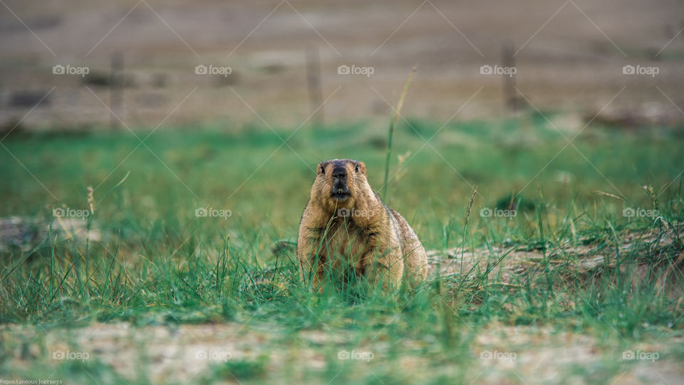 Cute little marmot searching for a food in nowhere