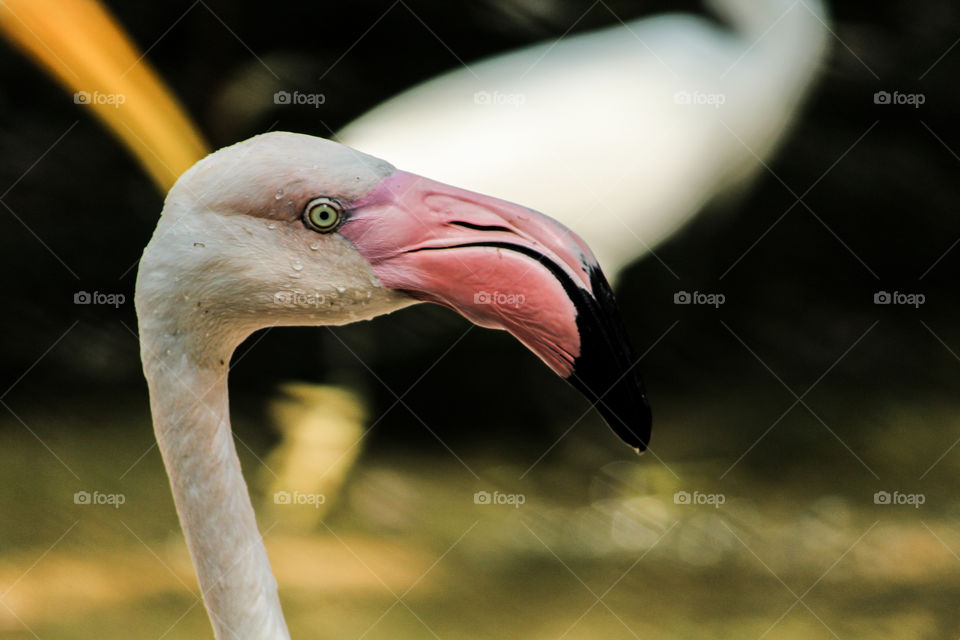 Pinky flamingo