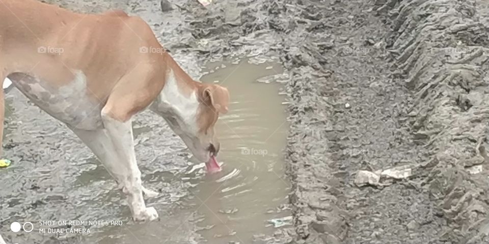 dog water drinking